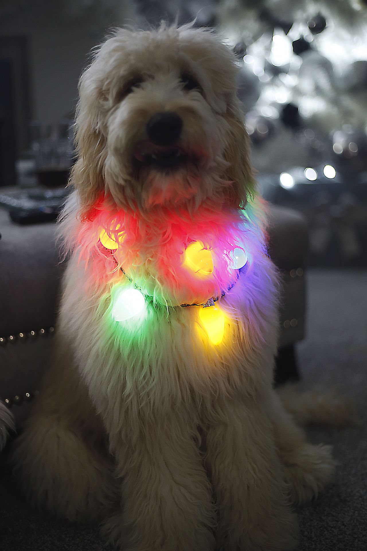 A goldendoodle wearing christmas lights