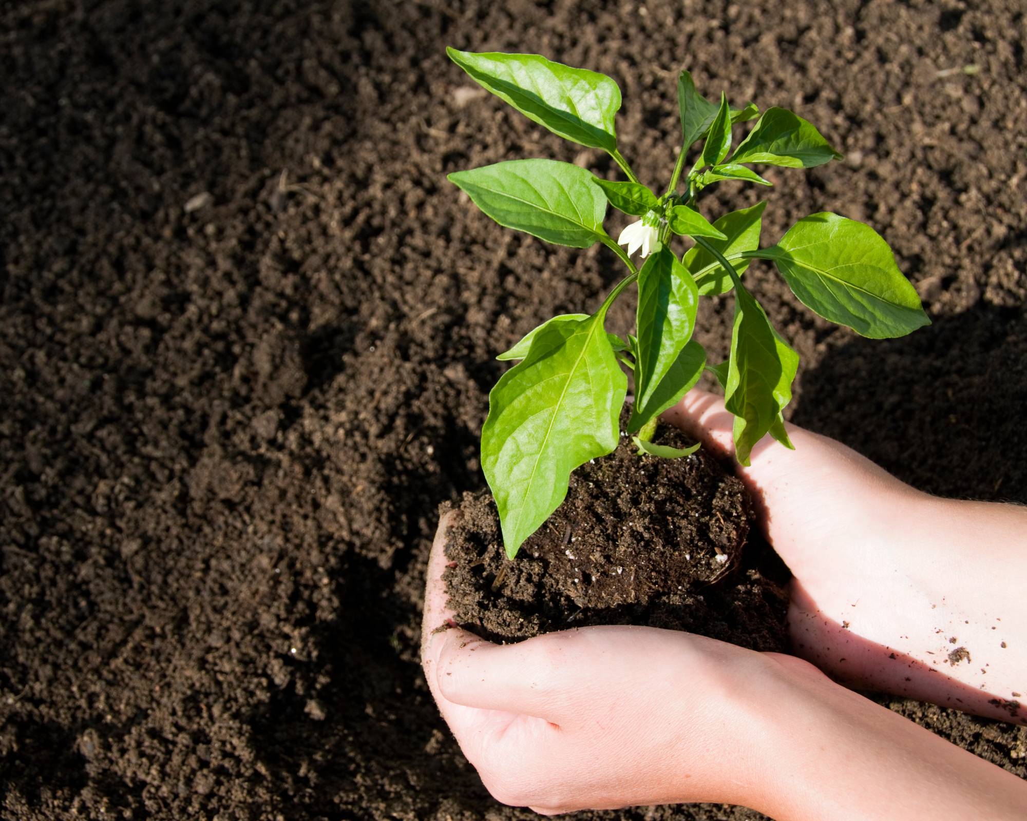 Transplanting jalapeno plant in soil
