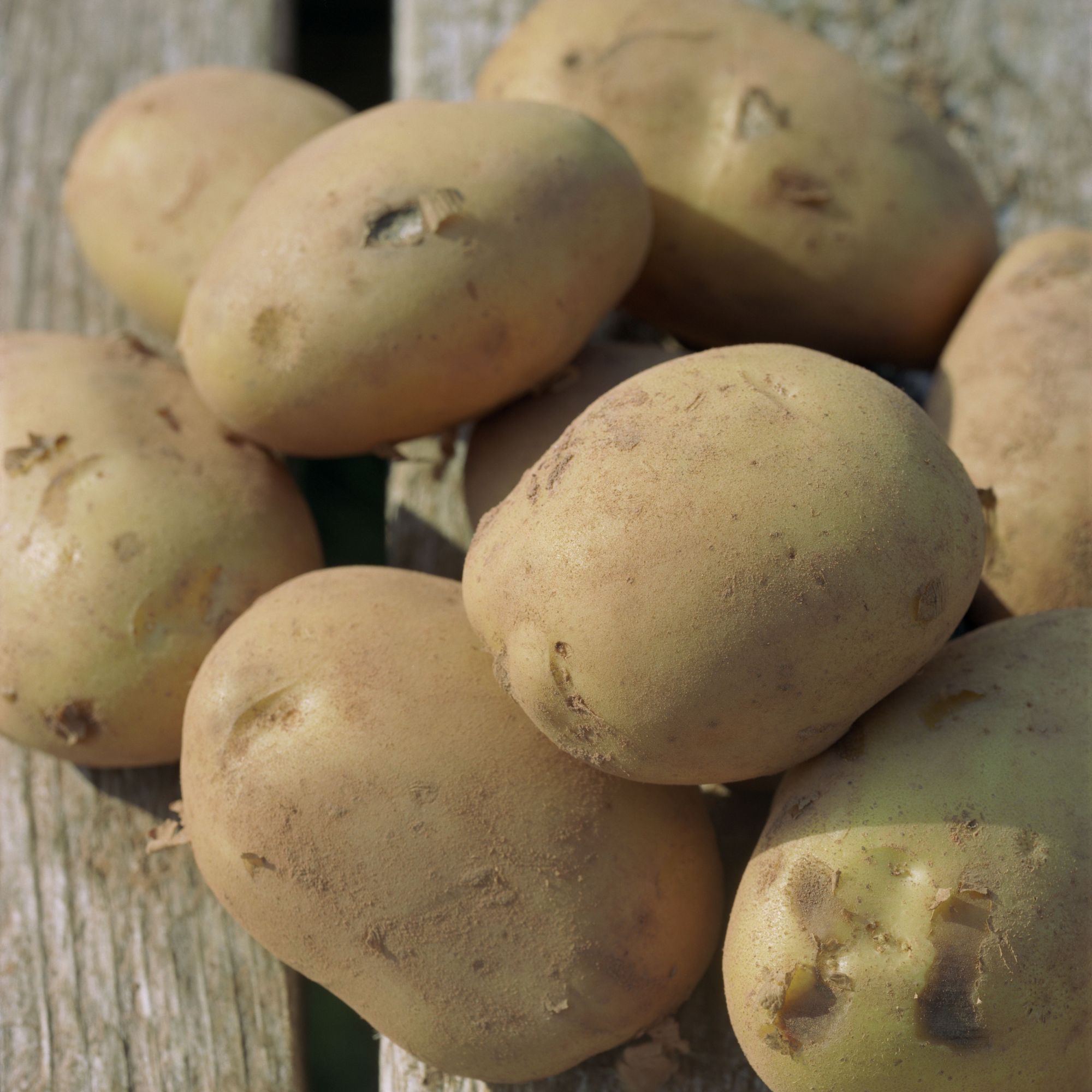 Potatoes on wooden table in garden