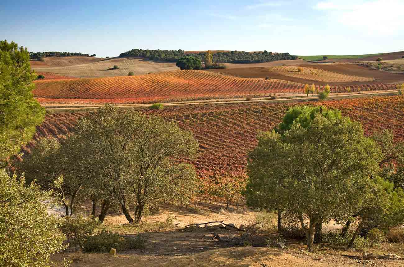 Vineyards in Spain's DO Toro region in Castilla y Leo&amp;#769;n