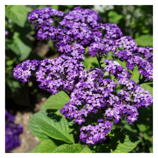 A close-up of purple heliotrope flowers