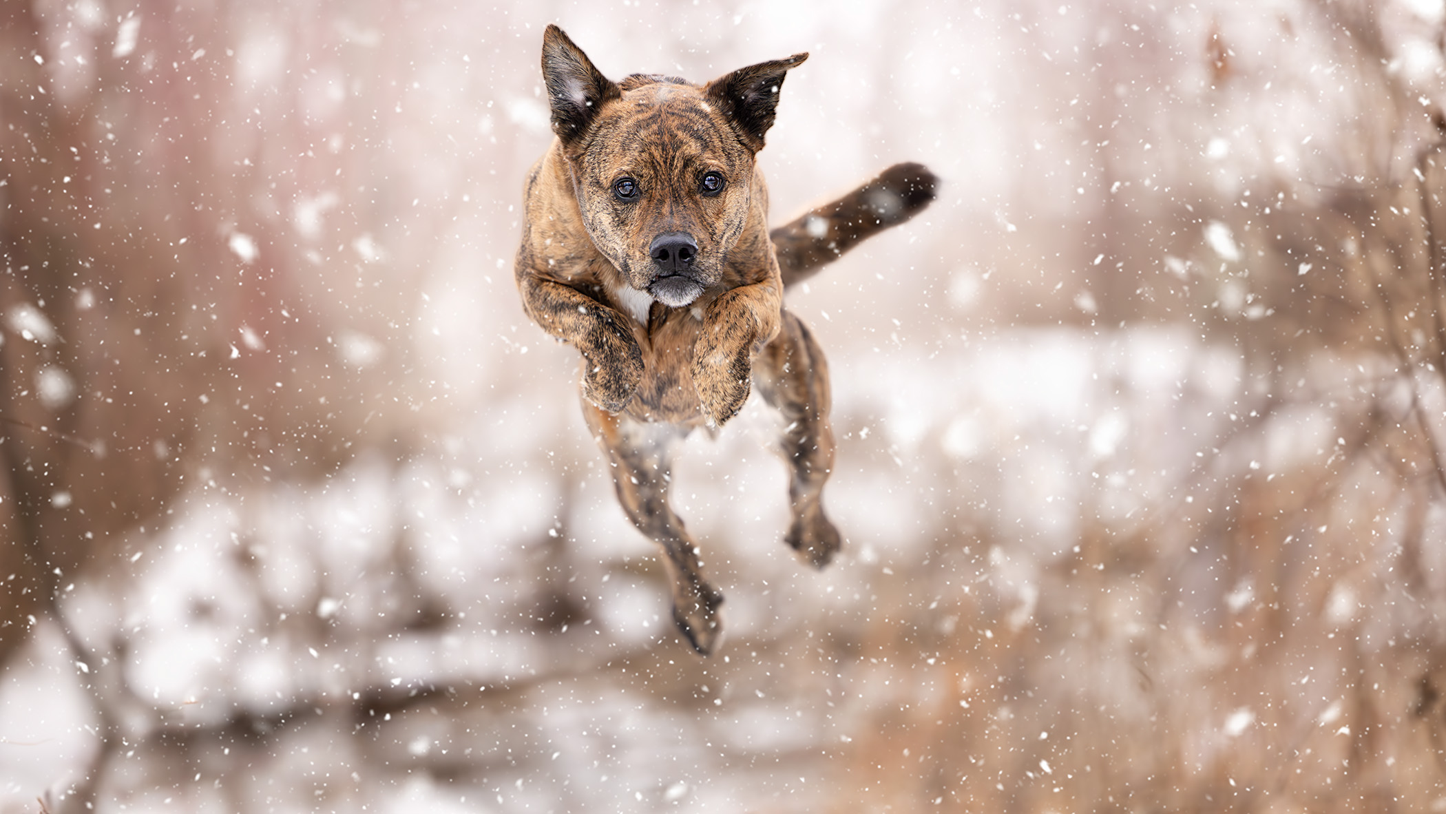 A dog jumping in the air. All four legs are off the ground.