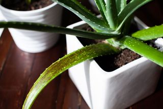 Aloe vera plants in white square top pot
