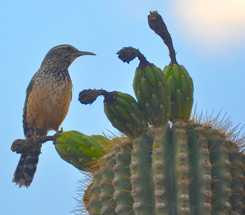 Behold the Cactus Wren! Amazing Photos of the Desert-Dwelling Birds ...