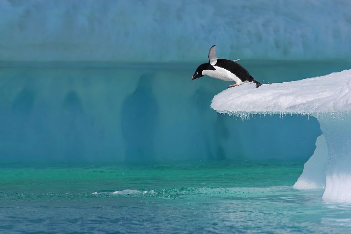 Adelie penguin dives off iceberg in Antartica.