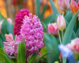 hyacinth and tulips close-up