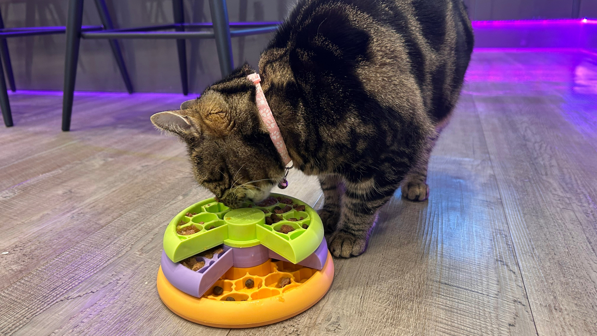 Megan's cat eating from the Lickin' Layers Puzzle, one of the best toys for indoor cats