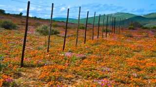 Orange wildflowers in Namaqualand, South Africa