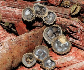 Birds Nest Fungus on Mulch