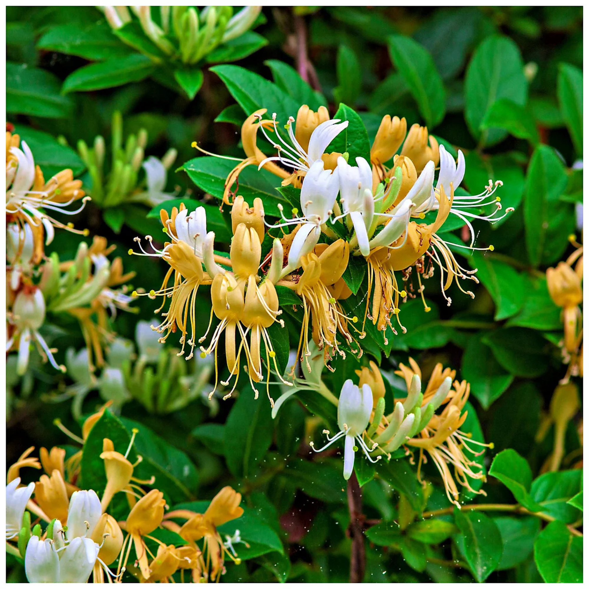 Wild Honeysuckle / Lonicera Periclymenum 