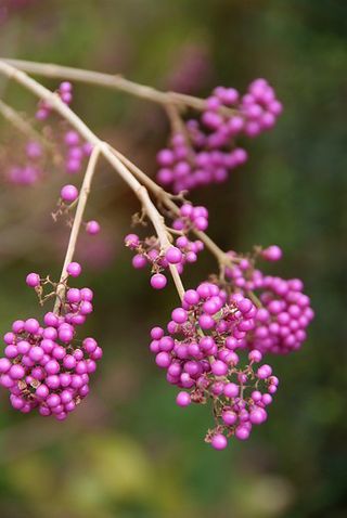 Callicarpa with purple berries for autumn colour