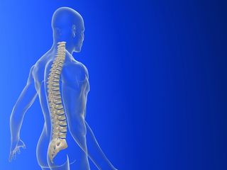 The human spinal column