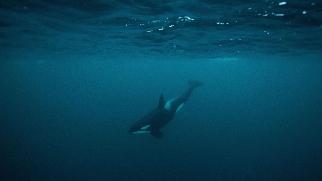 Orca whale underwater