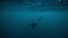 Orca whale underwater