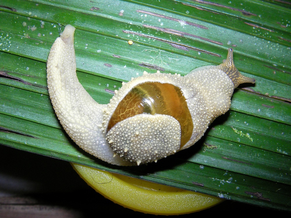 Photos: Gorgeous Neon Malaysian Snails | Live Science