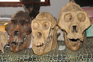 Bushmeat hunting and civil war in the Democratic Republic of Congo are major drivers of the collapse of the population of Grauer's gorillas, researchers say. Here, the skulls of poached Grauer's gorillas.