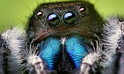 The jumping spider