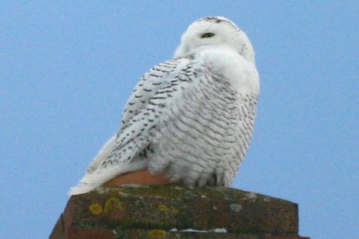 A snowy owl, owls