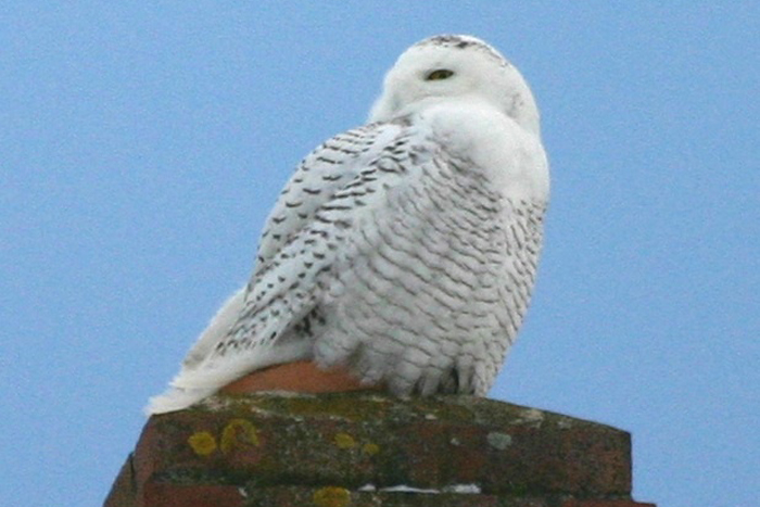 A snowy owl, owls