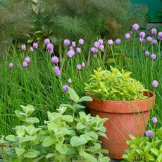 shade herbs in the garden and a pot 
