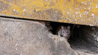 picture of a rat coming out from under a foundation