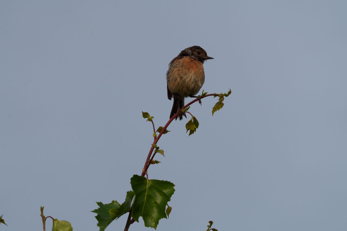 A stonechat perched on a branch in a nature reserve, photographed with a supertelephoto lens of a Sony camera