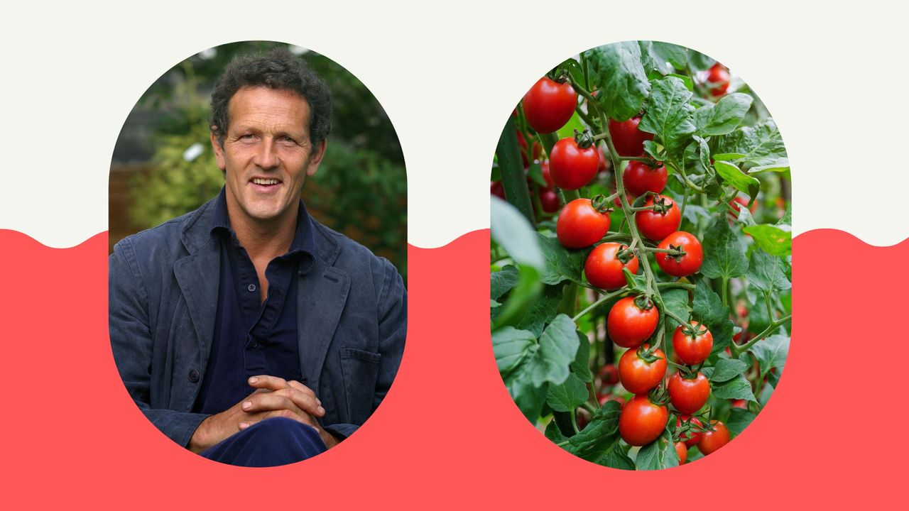 composite of professional gardener Monty Don in a navy suit jacket and a tomato plant to support Monty Don&#039;s advice for outdoor tomatoes 