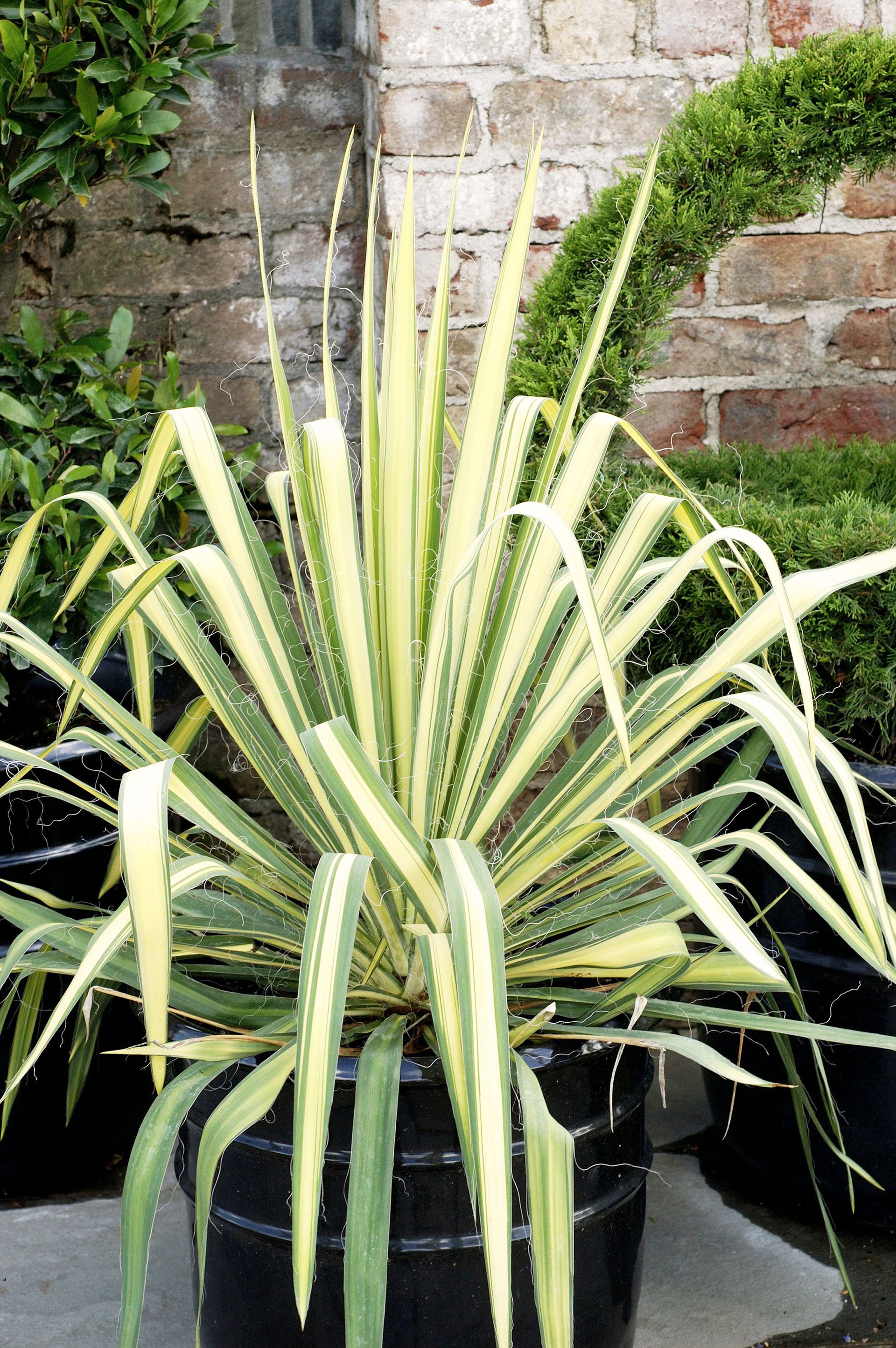 Best plants for pots all year round: 10 standout varieties