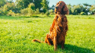 an Irish setter sits in a grassy and sunny field