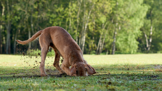 Dog digging the grass