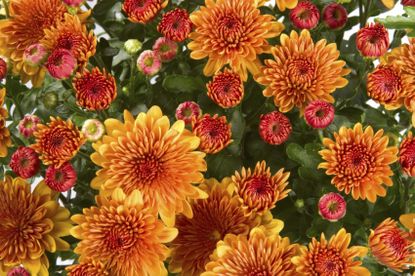 Orange Chrysanthemum Flowers Of All Sizes