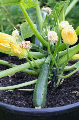 Zucchini growing in a pot