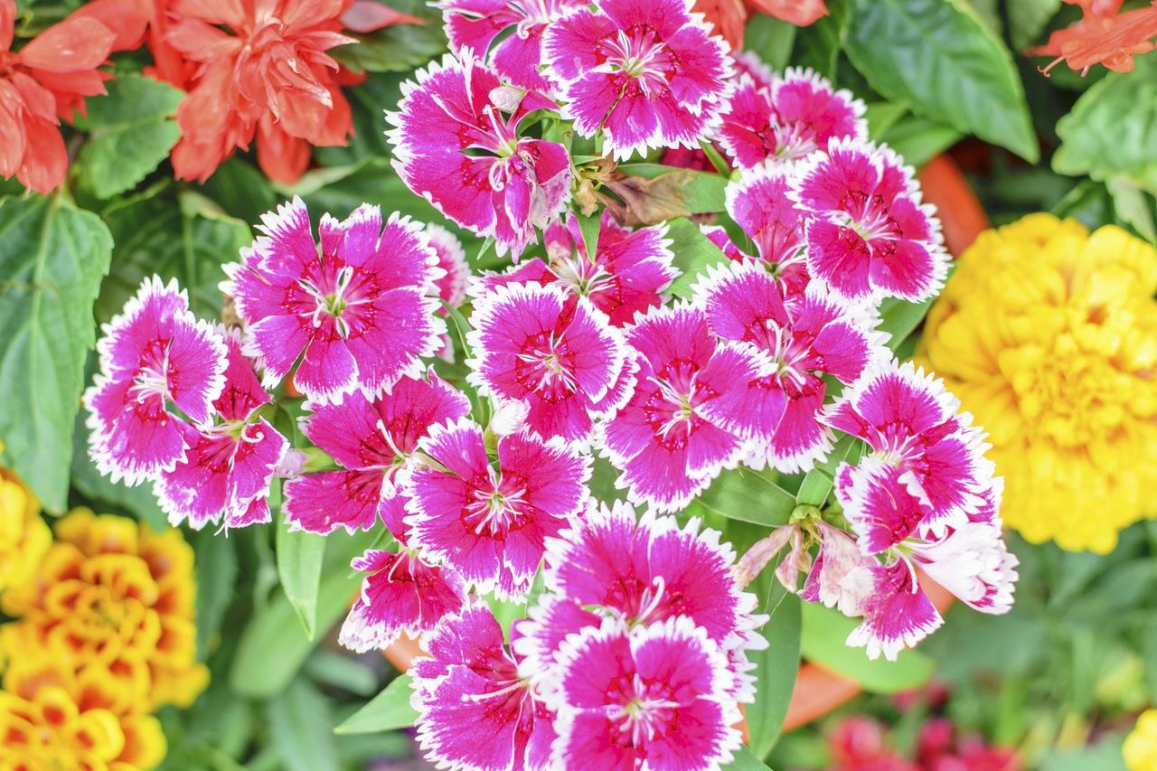 dianthus companions