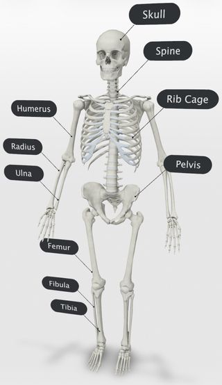 Skeletal System Google 3d