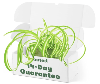 spider plant in a delivery box