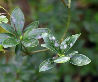 Azalea leaves with signs of mildew