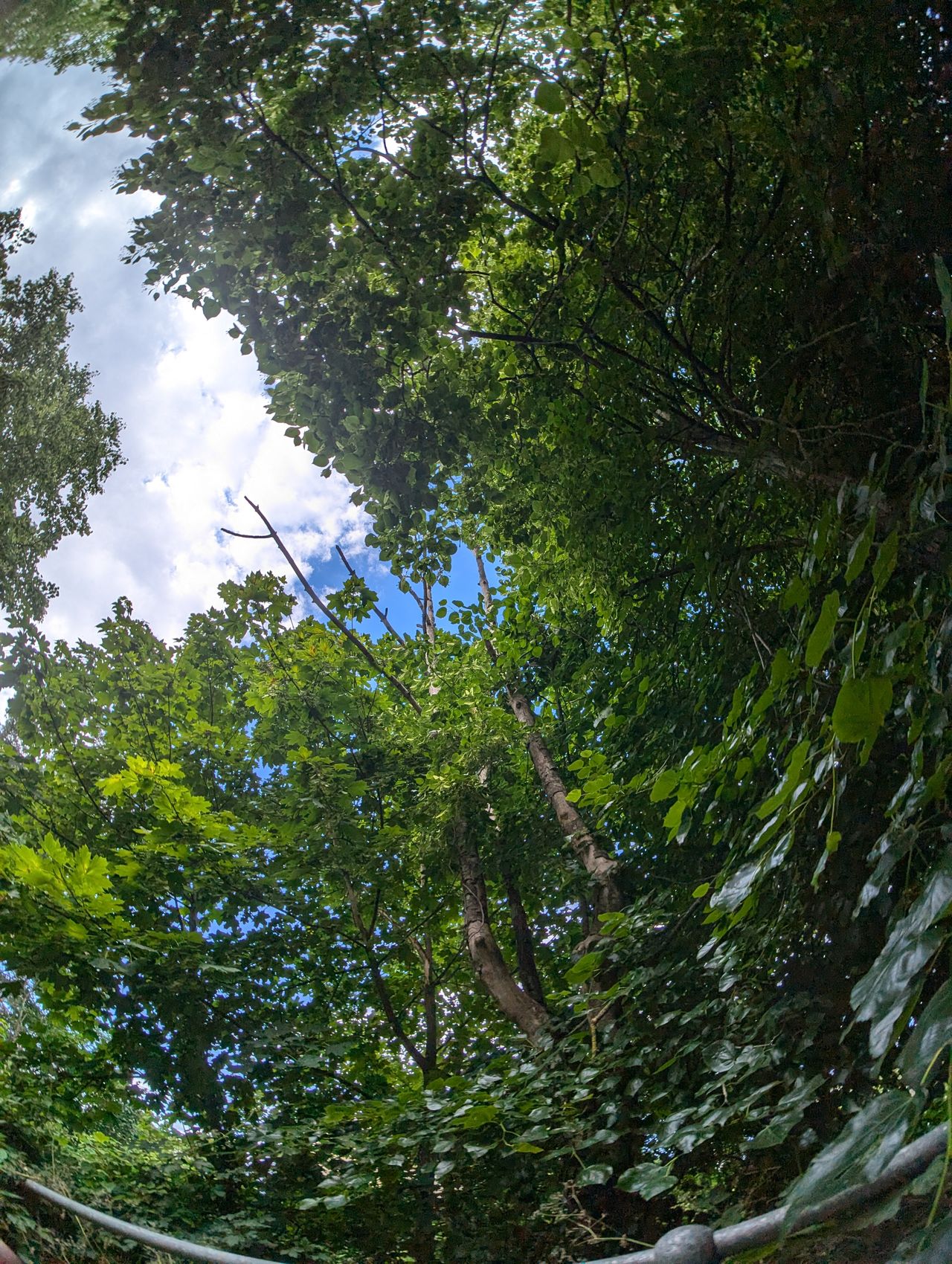 A photo of some trees taken with a Moment Fisheye 14mm lens attached to a Google Pixel 7 Pro