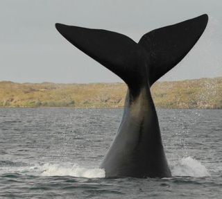 Whale tale: A right whale shows off a fancy maneuver. Despite its massive size, the species can be quite acrobatic.