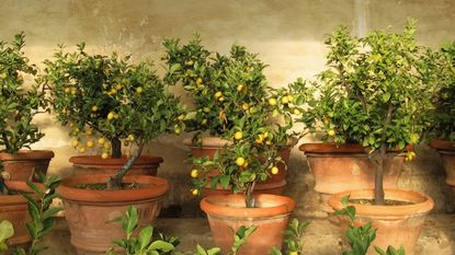 A collection of lemon trees growing in terracotta pots