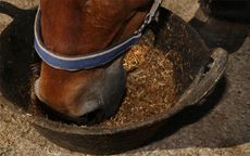 spillers-horse-easting-hay