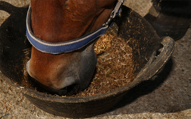 spillers-horse-easting-hay