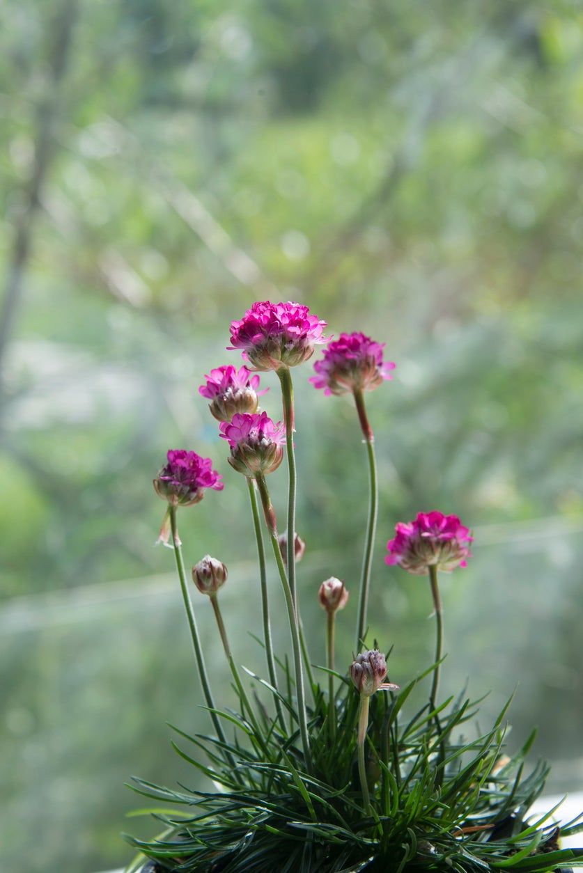 Pink Sea Thrift Plant