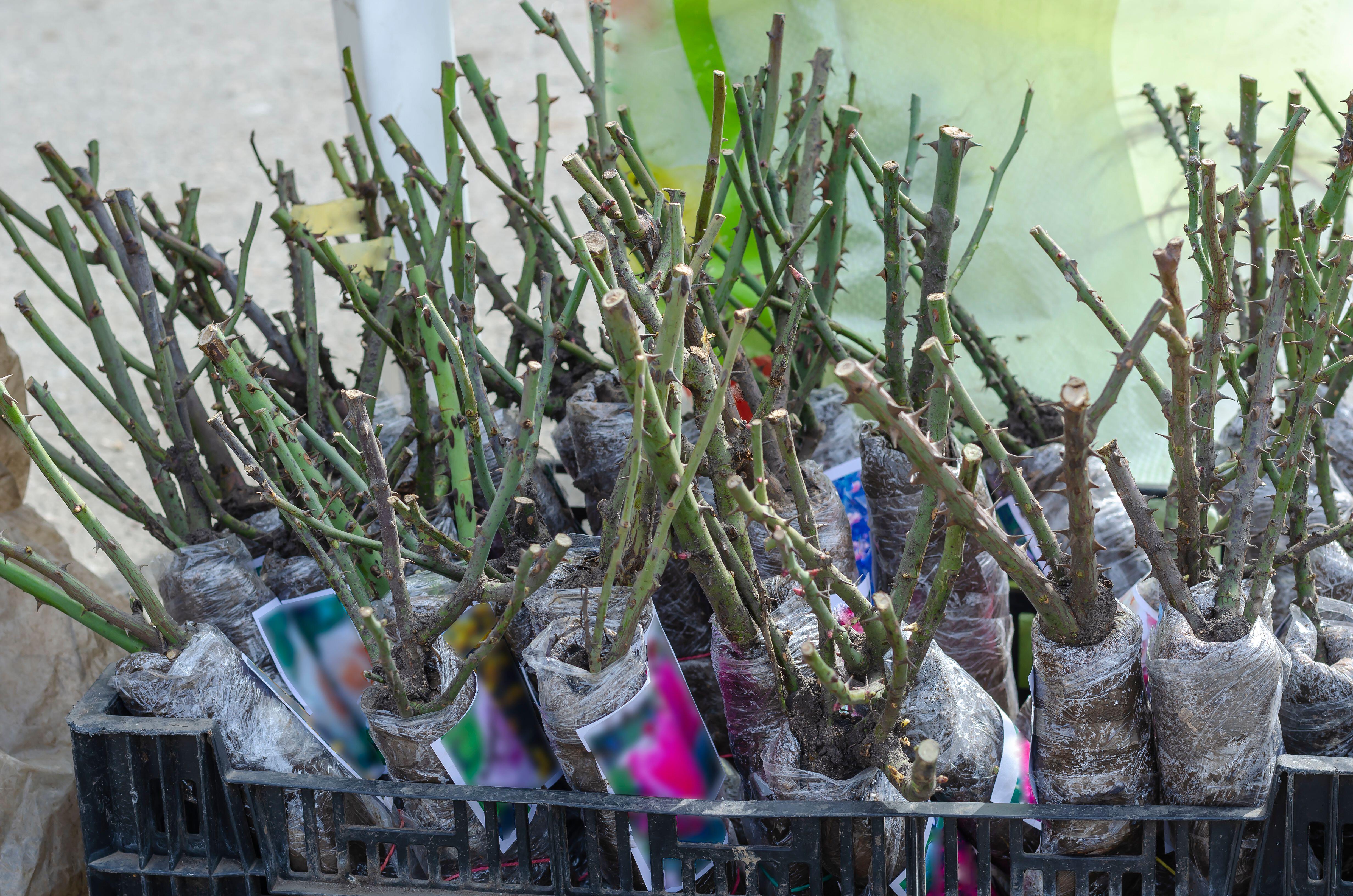 Bare roots of rose bushes at the farmers&#039; market. Rose seedlings with roots for planting.