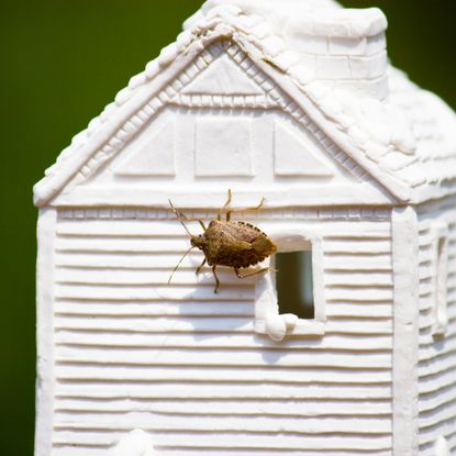 Stink bug on tiny ceramic house