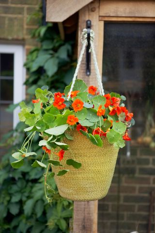 A woven hanging basket filled with orange nasturtium flowers