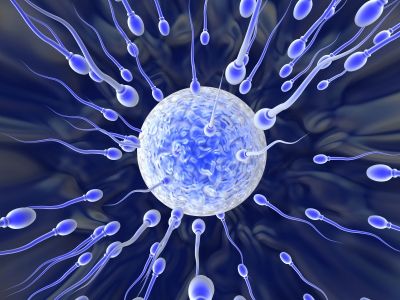 Sperm Prefer Attractive Females Live Science