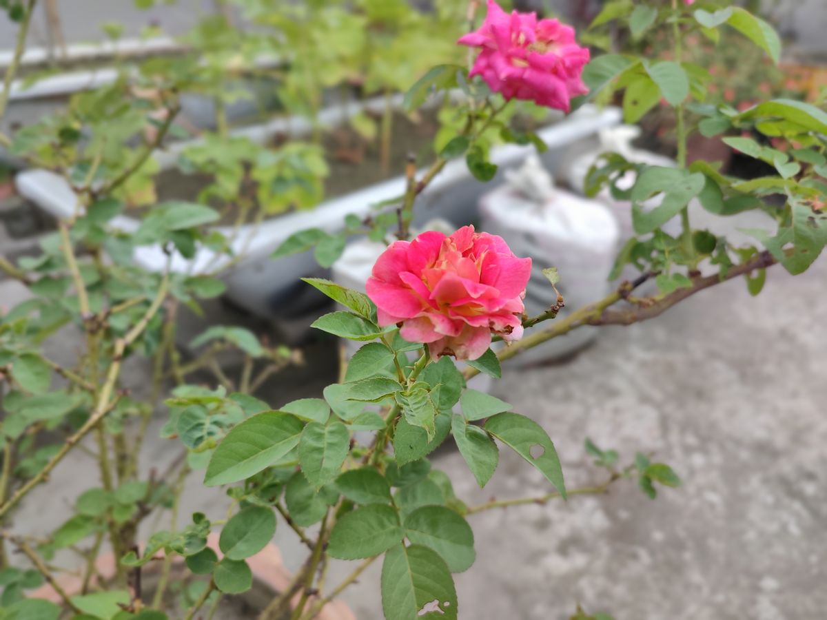 Black Shark 5 Pro camera sample