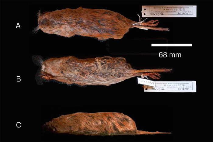 Ctenomys yatesi inhabits the Chiquitano forest