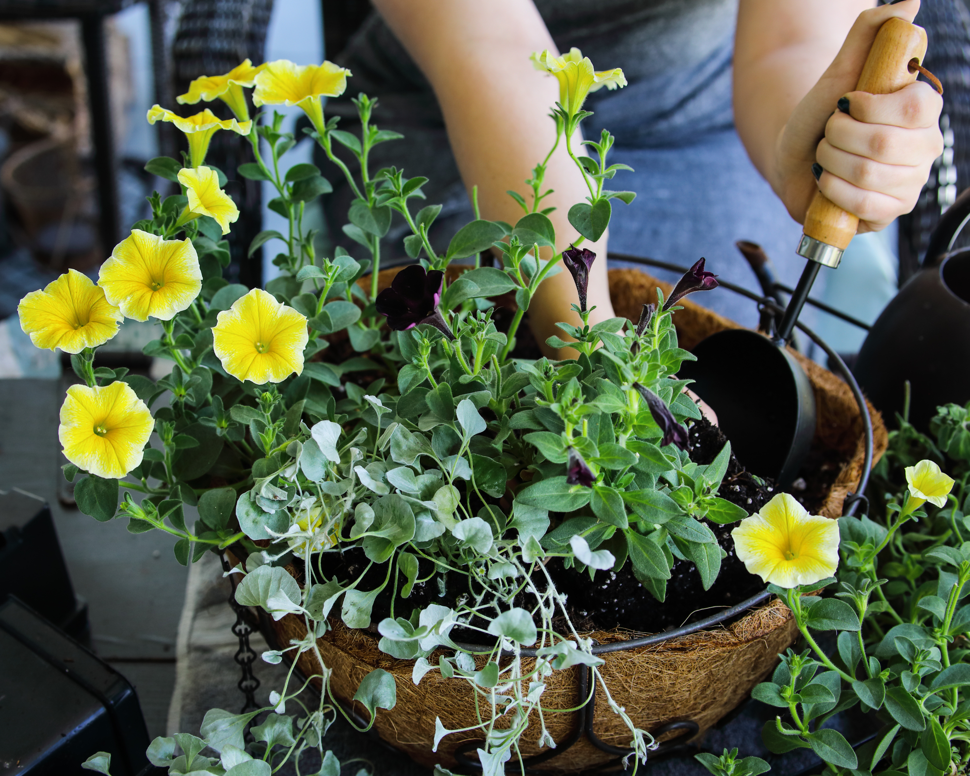 woman using a soil scoop to add potting mix and compost to a lined hanging basket as she plants it up with yellow flowers and trailing foliage