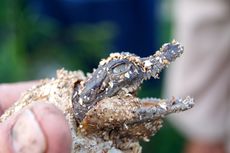 Baby crocodile